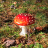 amanita