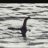 TheLochNessMonster