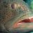 The Gorgeous Grouper