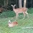 Deerrun