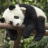 ChubbyPanda