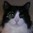 Sherlocat