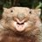 Wombat Dundee