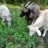 Lambseatoats