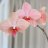 orchidaceaes