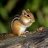 LittleChipmunk