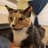 mystery_cat