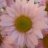 daisygirl