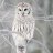 Wise Old Owl