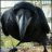 Messy Raven