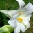 Lily4
