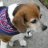 BeagleMom