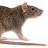 borisandblossom