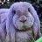 fluffybunny80