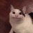 LostKitty311