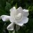 EponaRose