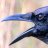 Chuckling Crow