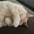 allistercatly
