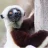 bimminglemur