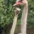 BushChookz