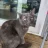 CrazyKittyLady2577