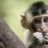 Monkey2