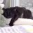 LazyCat08