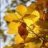 goldleaf