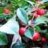 Wintergreen