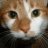 Gustavthecat