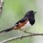 Towhee