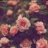 springpeonies