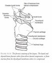 Thyroid horns.JPG