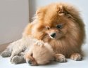 2f8219fbc8cc3e71c1e64659706e897d--baby-pomeranian-pompoms.jpg