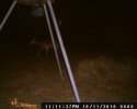 Gary's Deer Feeder 066.jpg