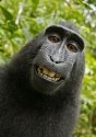 Macaca self-portrait.jpg