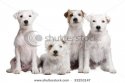 stock-photo--group-of-parson-russell-terrier-in-front-of-a-white-background-33253147.jpg
