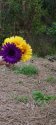 Photo for Makara of purple Gerbera.jpg