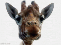 giraffe nom nom gif.gif