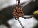 Sweetgum_Seed_closeup.jpg