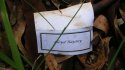 Another-Exhibit-from-Lloyd-Rayney-trial-the-dinner-place-card-found-near-Corryn-Rayneys-burial-s.jpg