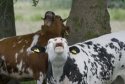 cows mooing.jpg