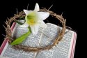 easter lily bible beautiful.jpg