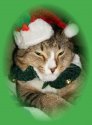 GMB-XMAS KITTY-29.jpg