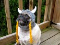 pets_viking.jpg