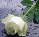 White-Rose-Wallpapers-Pictures-Of-White-Roses4.jpg