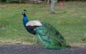 peacock in Leura 1 copy.jpg
