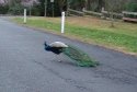 peacock in Leura 2 copy.jpg