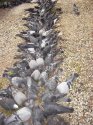 Elvens garden pigeons 0001.jpg