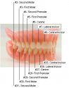 toothdiagram.jpg